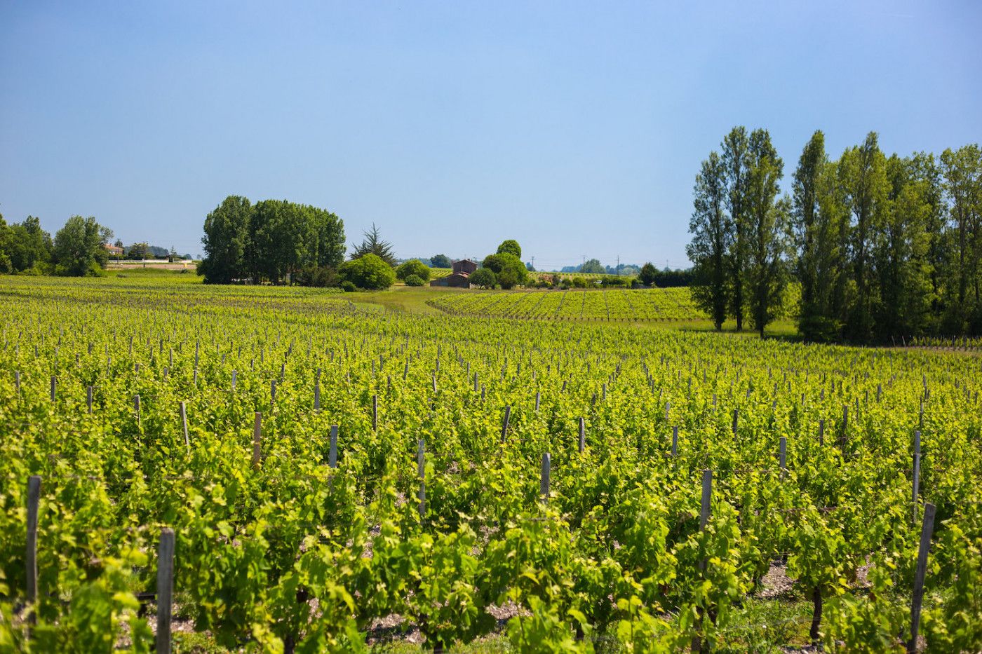 Vignobles durables à Bordeaux - David Remazeilles